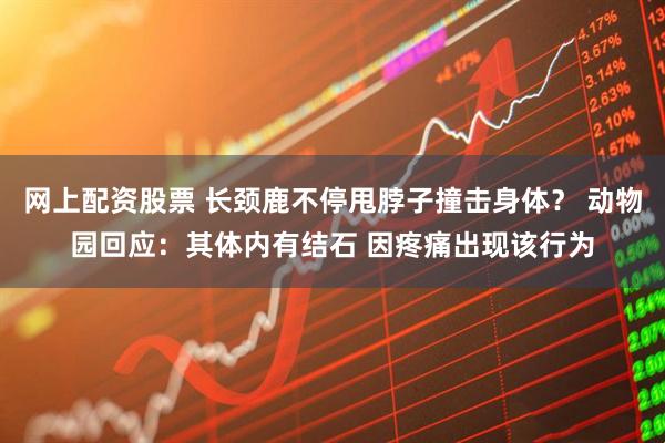 网上配资股票 长颈鹿不停甩脖子撞击身体？ 动物园回应：其体内有结石 因疼痛出现该行为